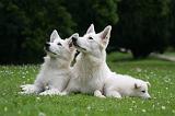 BERGER BLANC SUISSE - ADULTS ET PUPPIES 078